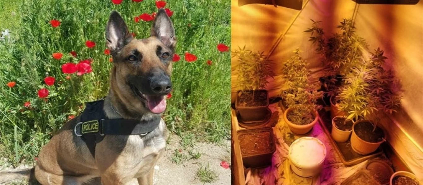 Θεσσαλονίκη: Η «Μίνι» εντόπισε 42 δένδρα κάνναβης (φώτο)